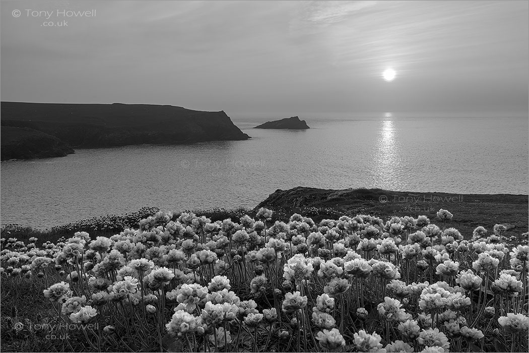 West Pentire Sea Pinks, Kelsey Head