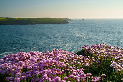 West-Pentire-The-Kelseys-Sea-Pinks-Cornwall