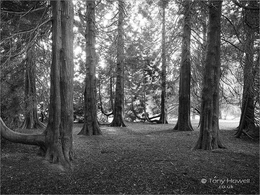 Western Red Cedar