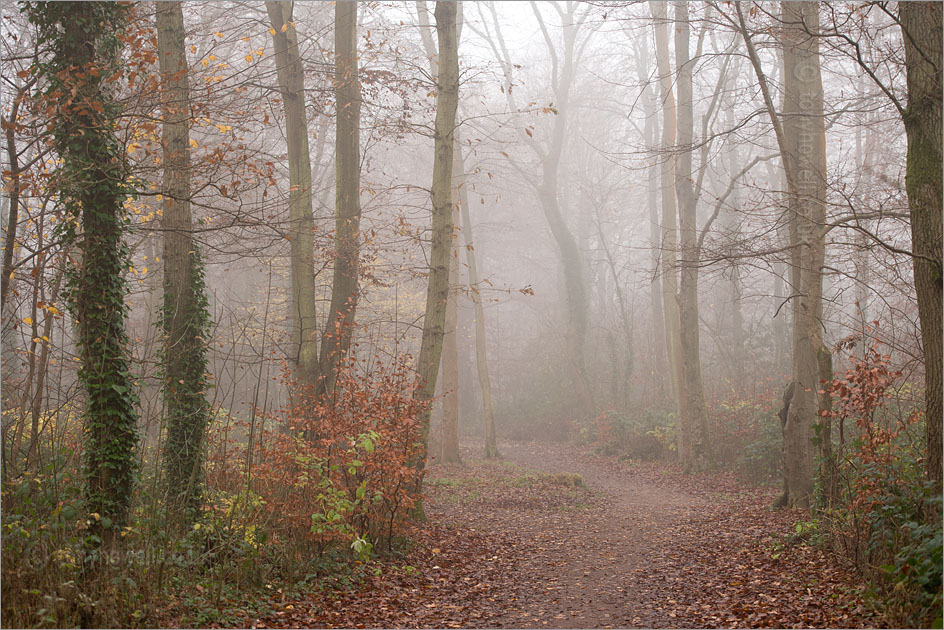 Trees, Mist