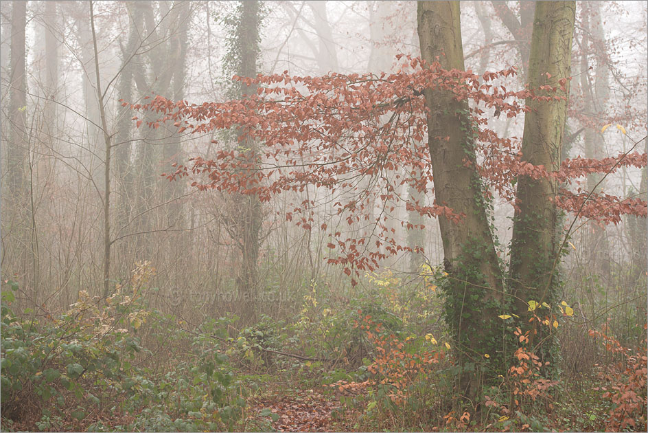 Trees, Mist