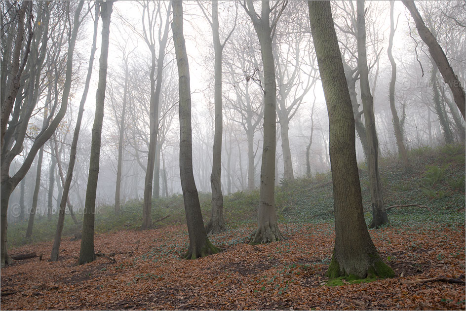 Trees, Mist