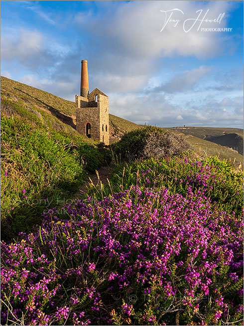 Wheal Coates, Heather