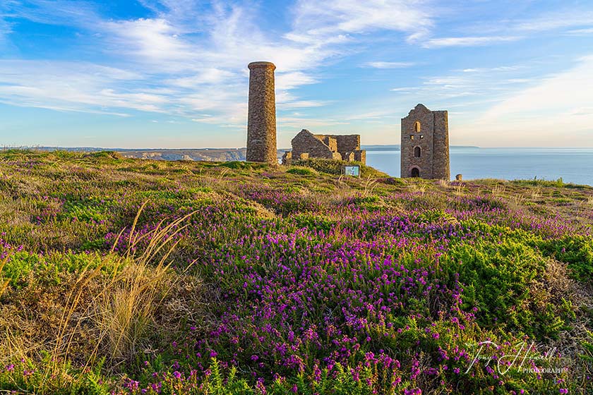 Wheal Coates, Heather