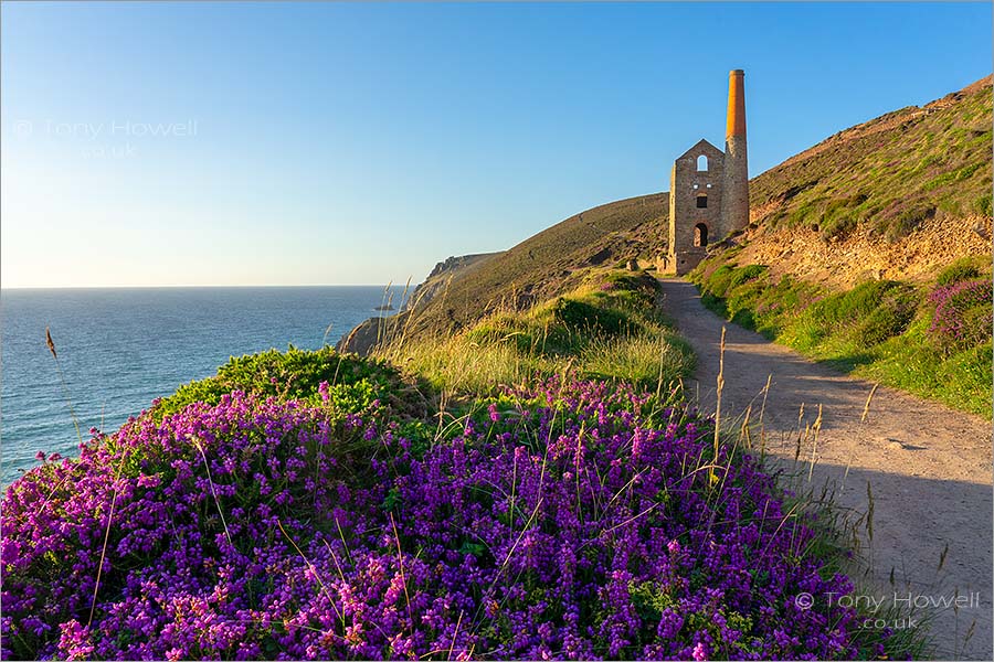 Towanroath Engine House, Wheal Coates, Heather