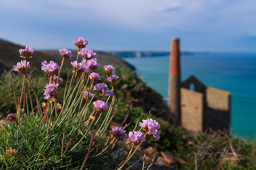 Wheal Coates, Sea Pinks