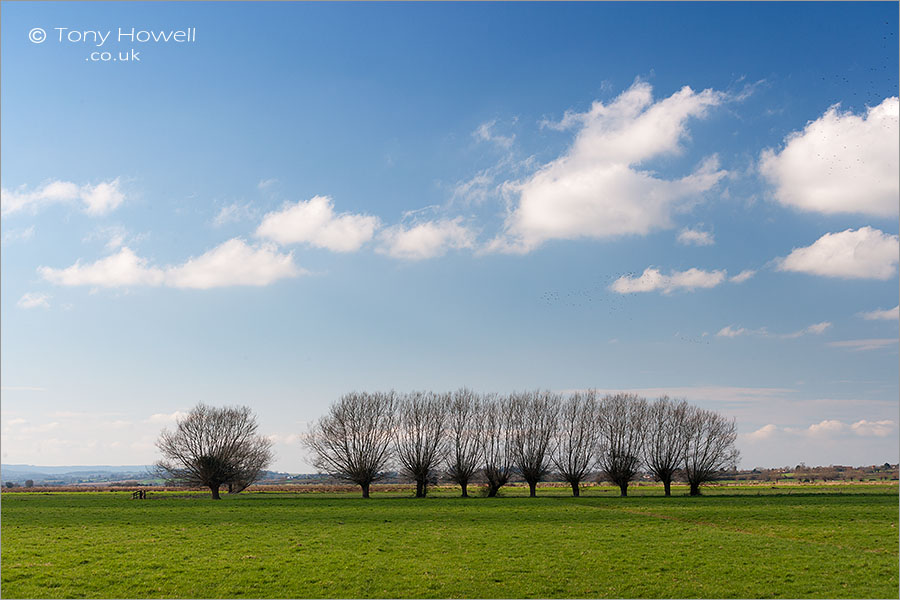 Willow Trees, Somerset Levels