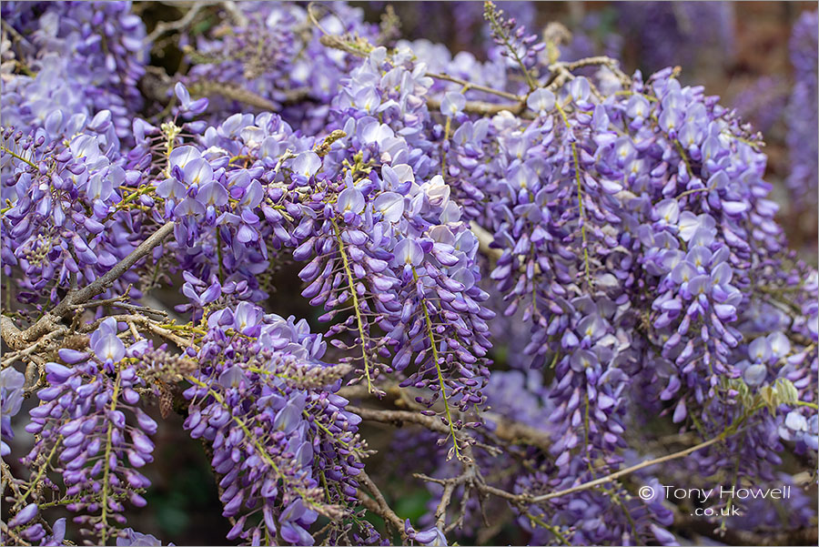 Wisteria, Enys Gardens