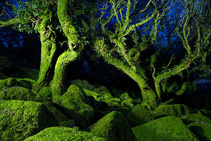 Wistmans-Wood-Night-Dartmoor