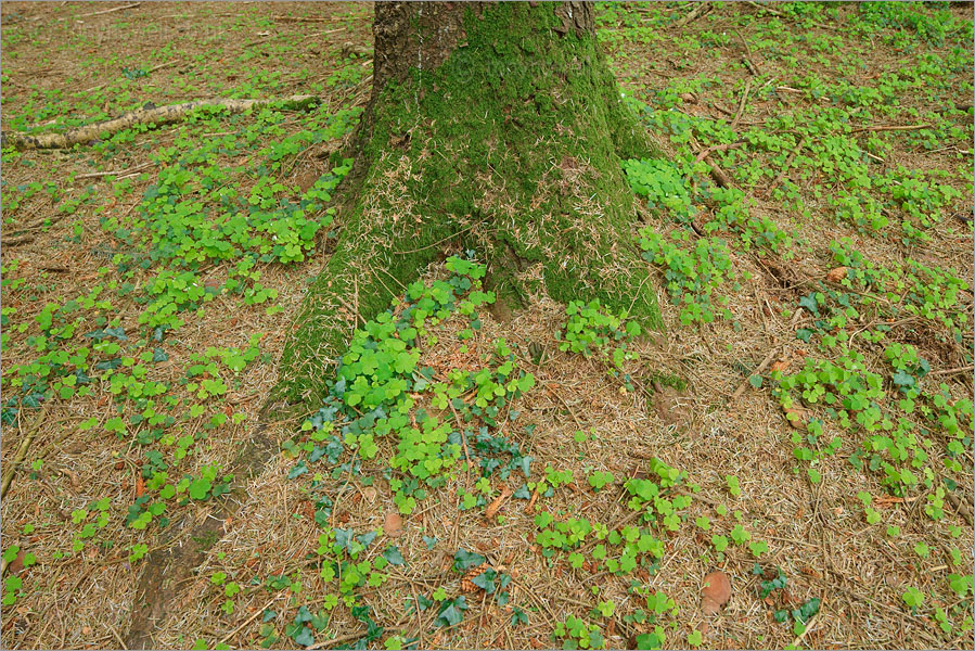 Wood Sorrel