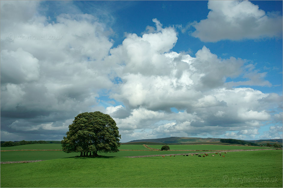 Copse, near Airton