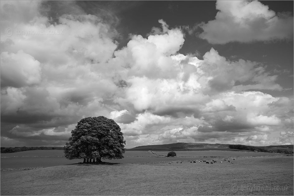 Copse, near Airton