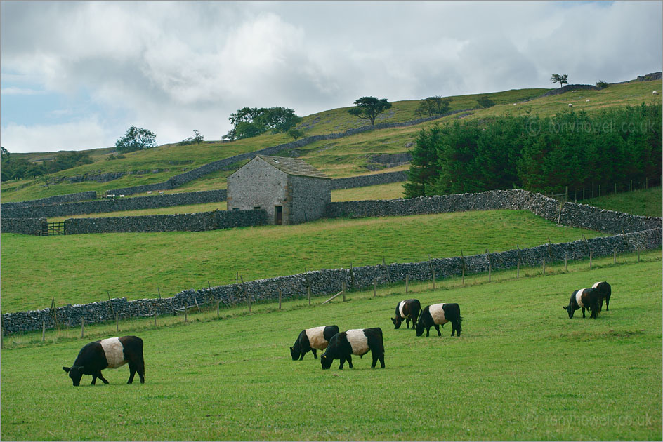 Saddleback Cows, Arncliffe