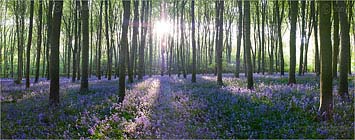 Bluebells
