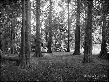 Western-Red-Cedar-Z895BW