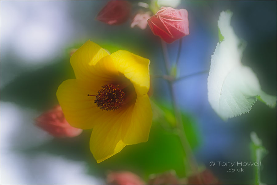 Abutilon (soft focus)