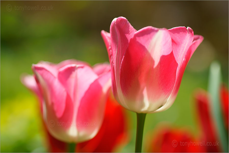 Tulips