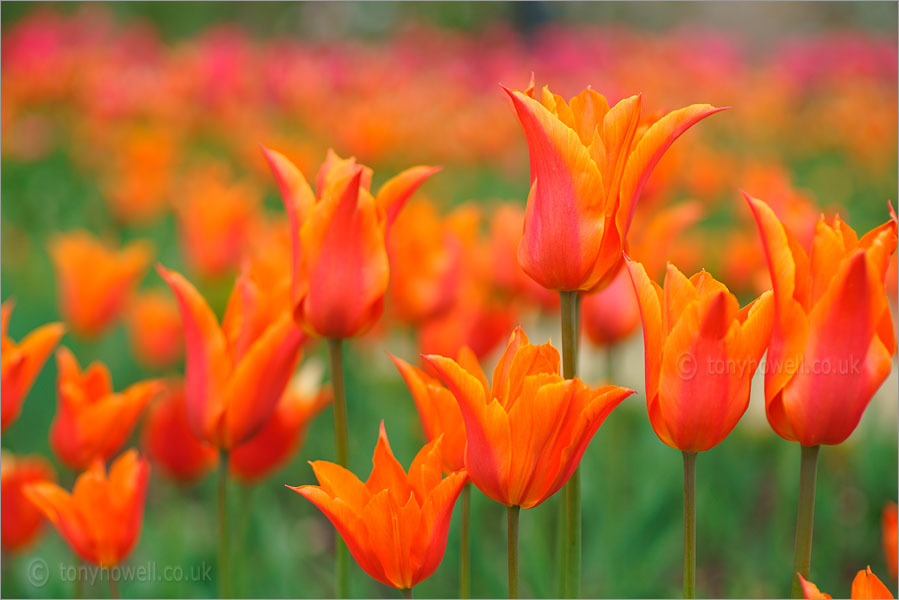 Tulips