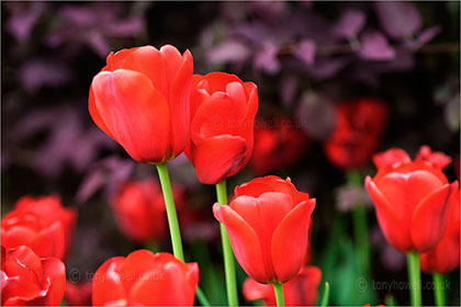 Tulips
