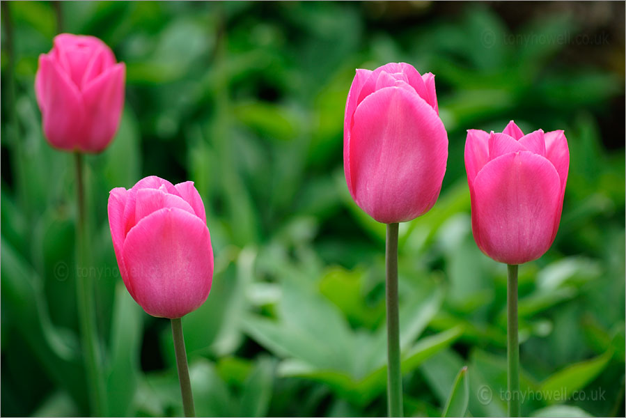 Tulips