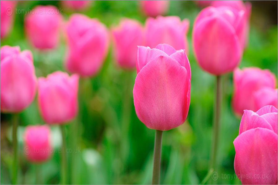 Tulips