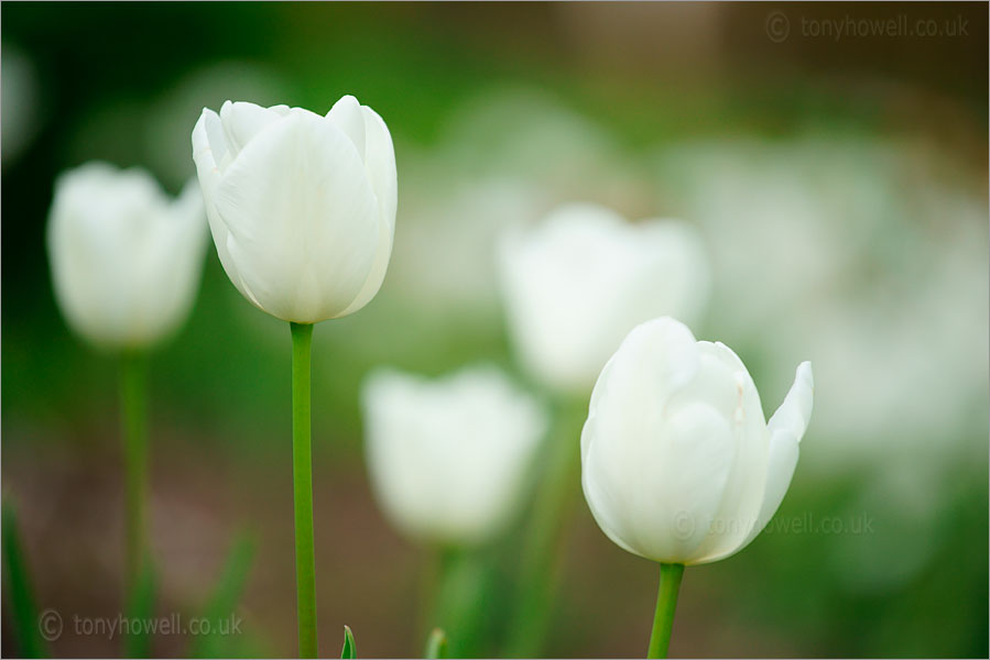 Tulips