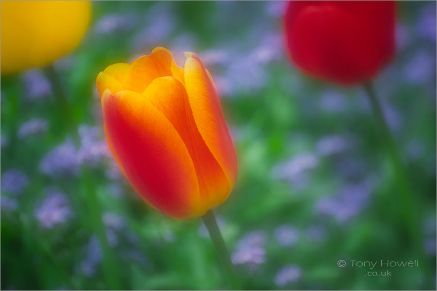 Tulips (soft-focus)