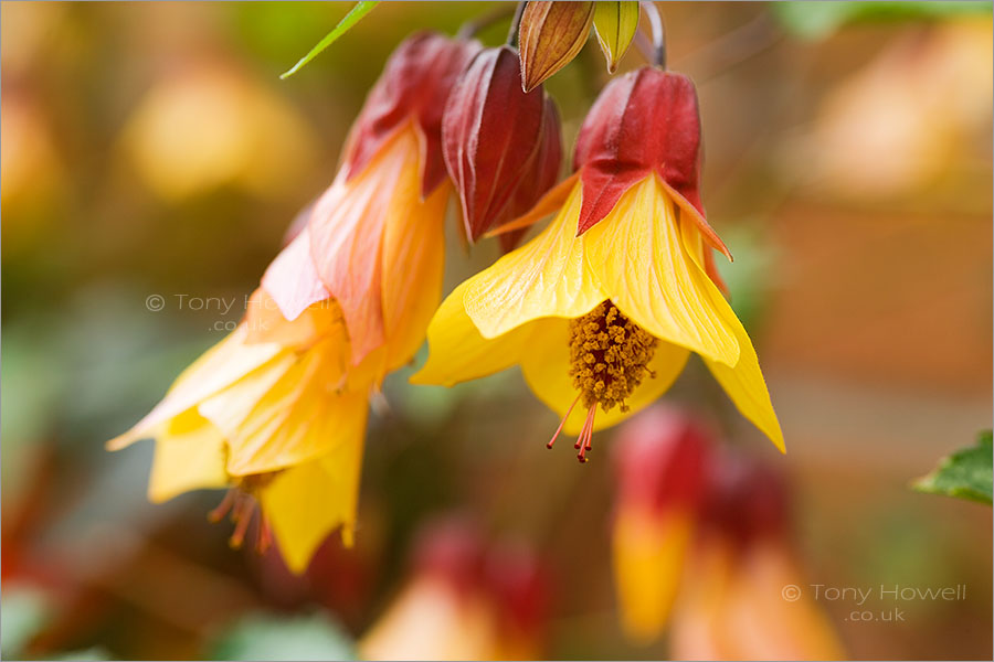 Abutilon