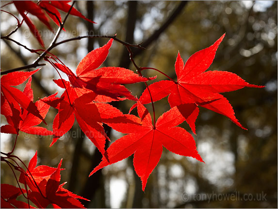 Acer palmatum Osakasuki