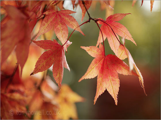 Acer palmatum Osakazuki