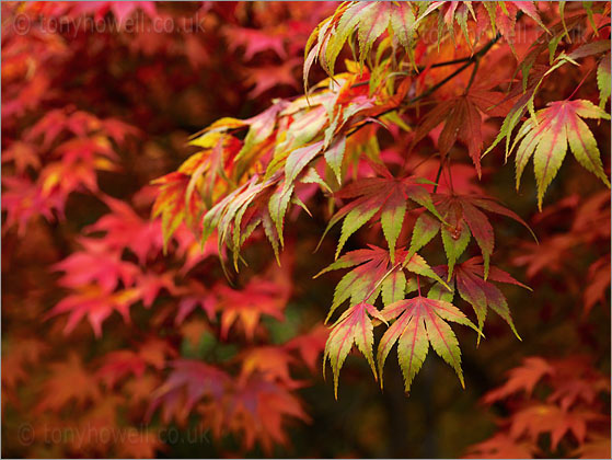 Acer palmatum