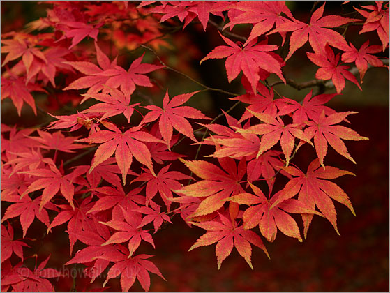 Acer Palmatum leaves