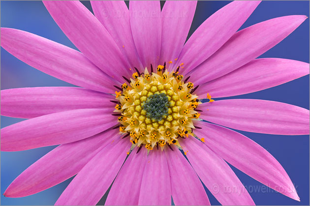 African Daisy