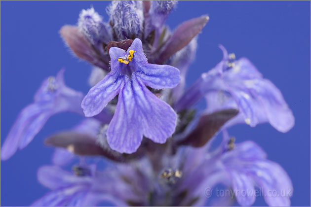 Ajuga reptans