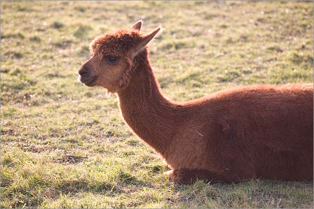 Alpaca
