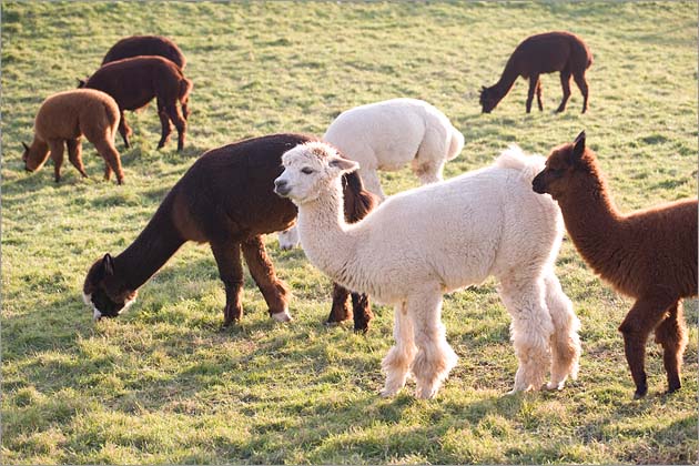 Alpaca