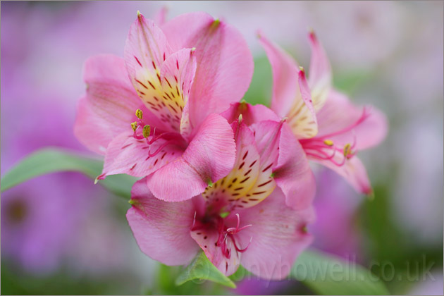 Alstroemeria