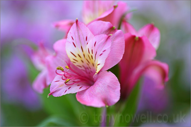 Alstroemeria