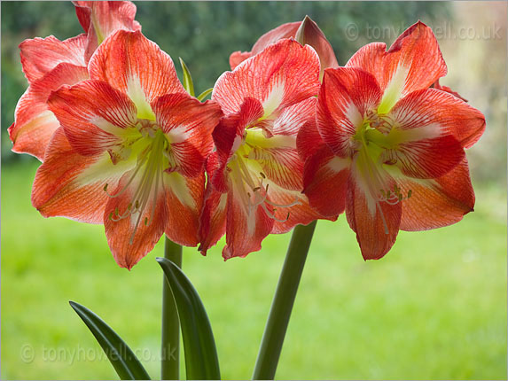 Amaryllis