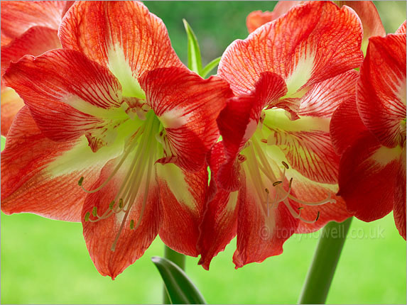 Amaryllis