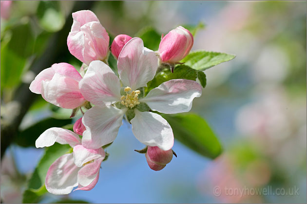 Apple Blossom