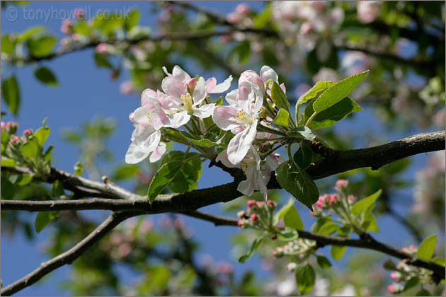 Apple Blossom