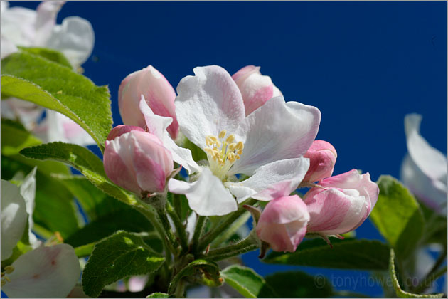 Apple Blossom