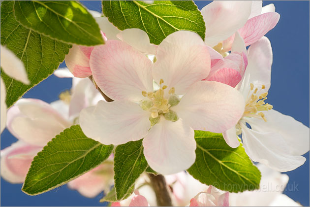 Apple Blossom