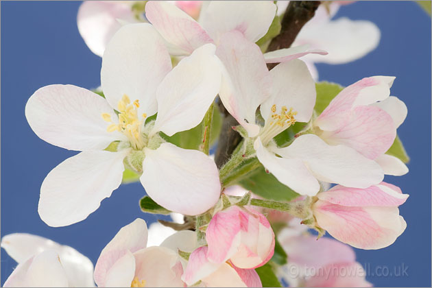 Apple Blossom