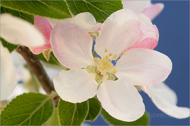 Apple Blossom