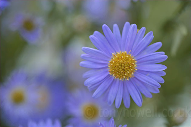 Aster