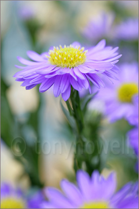 Aster