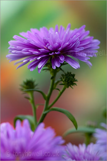 Aster Victoria