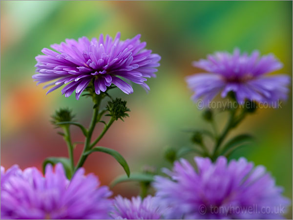 Aster Victoria